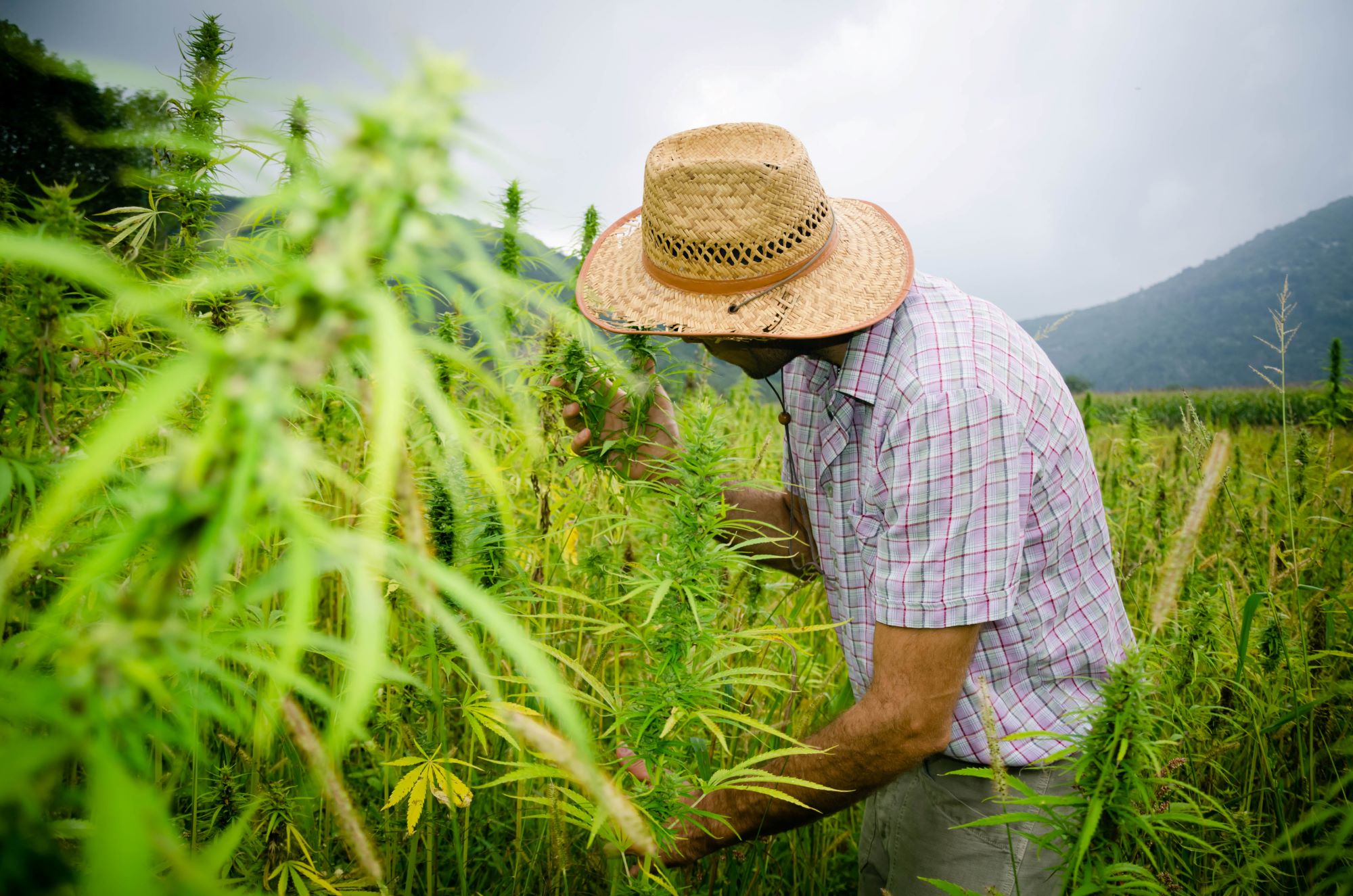 The marijuana industry just had a massive milestone