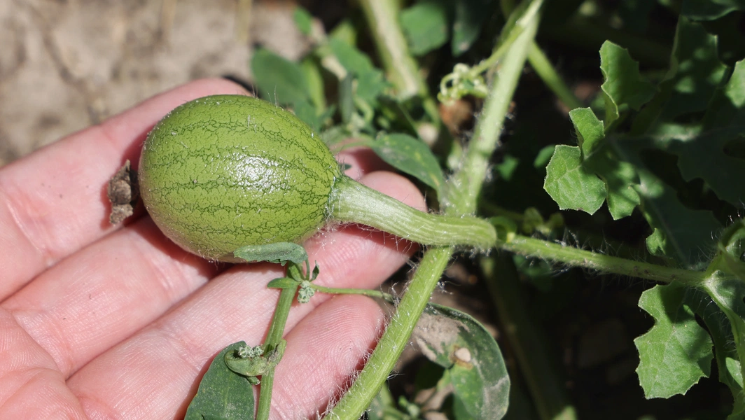 10 funny gardening mishaps and tiny harvests