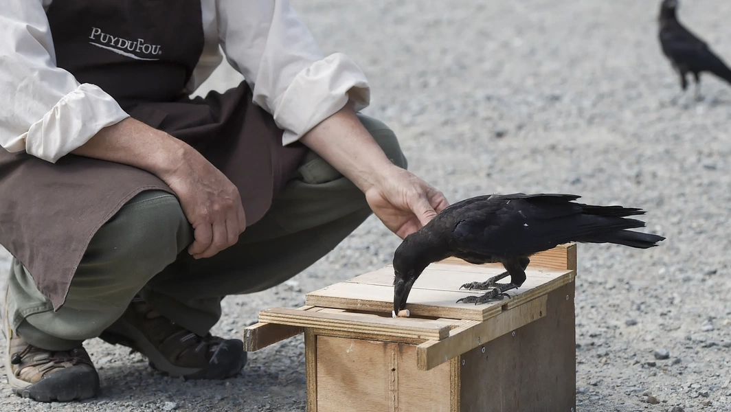 Inside the remarkable intelligence of crows