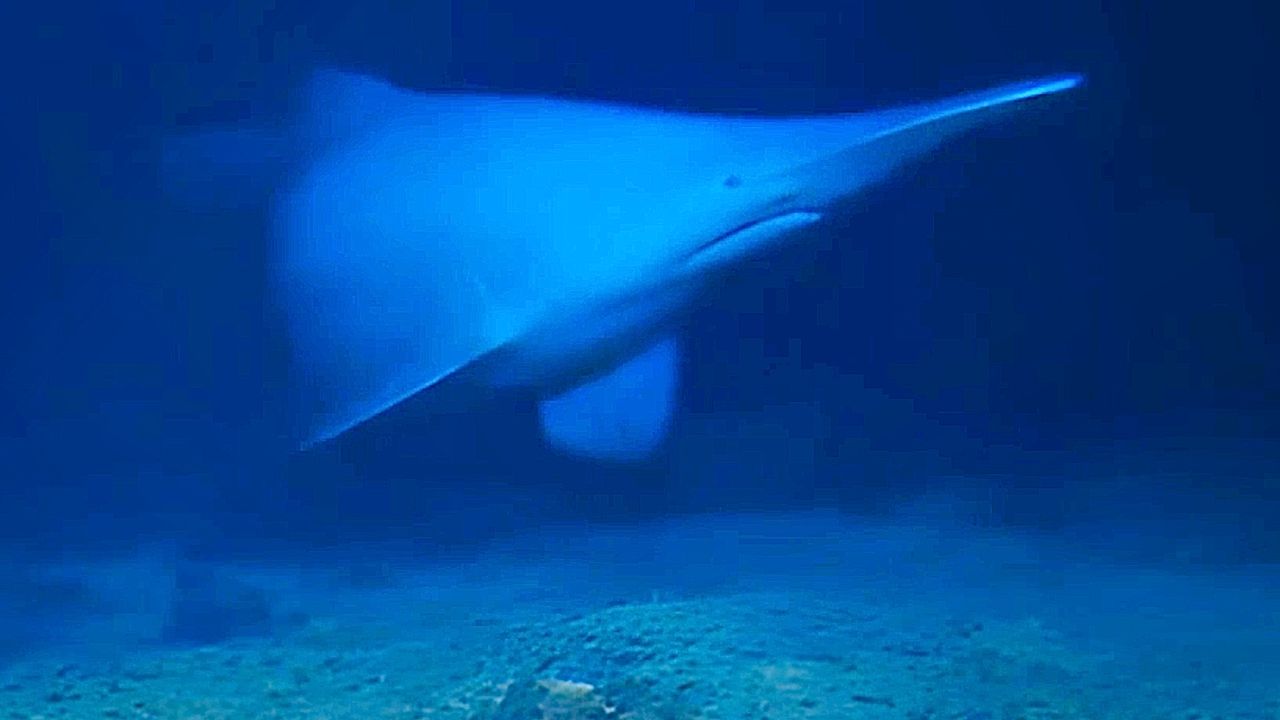 'Ugliest shark on the planet' filmed alive in deep sea for first time