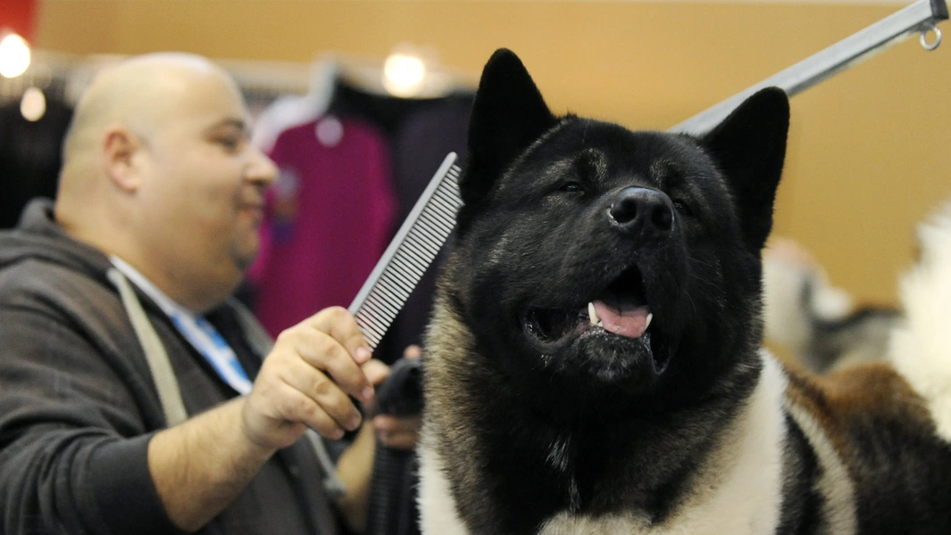 Visual Reference: 15 Dog Breeds Known For Heavy Shedding