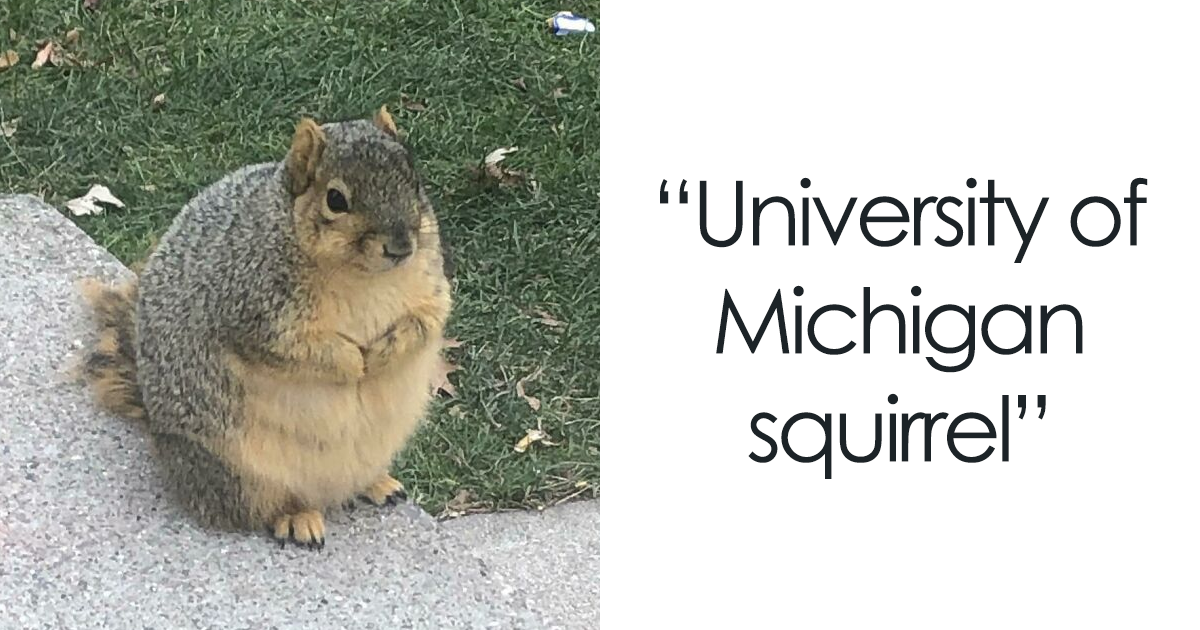 49 of the roundest animals to make your heart flutter
