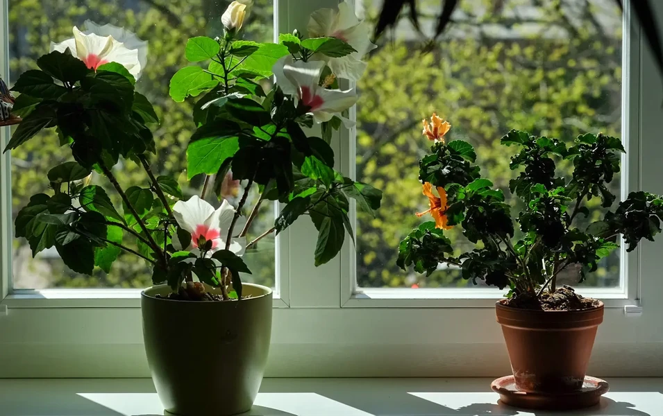 indoor-plant-care-made-simple-and-joyful