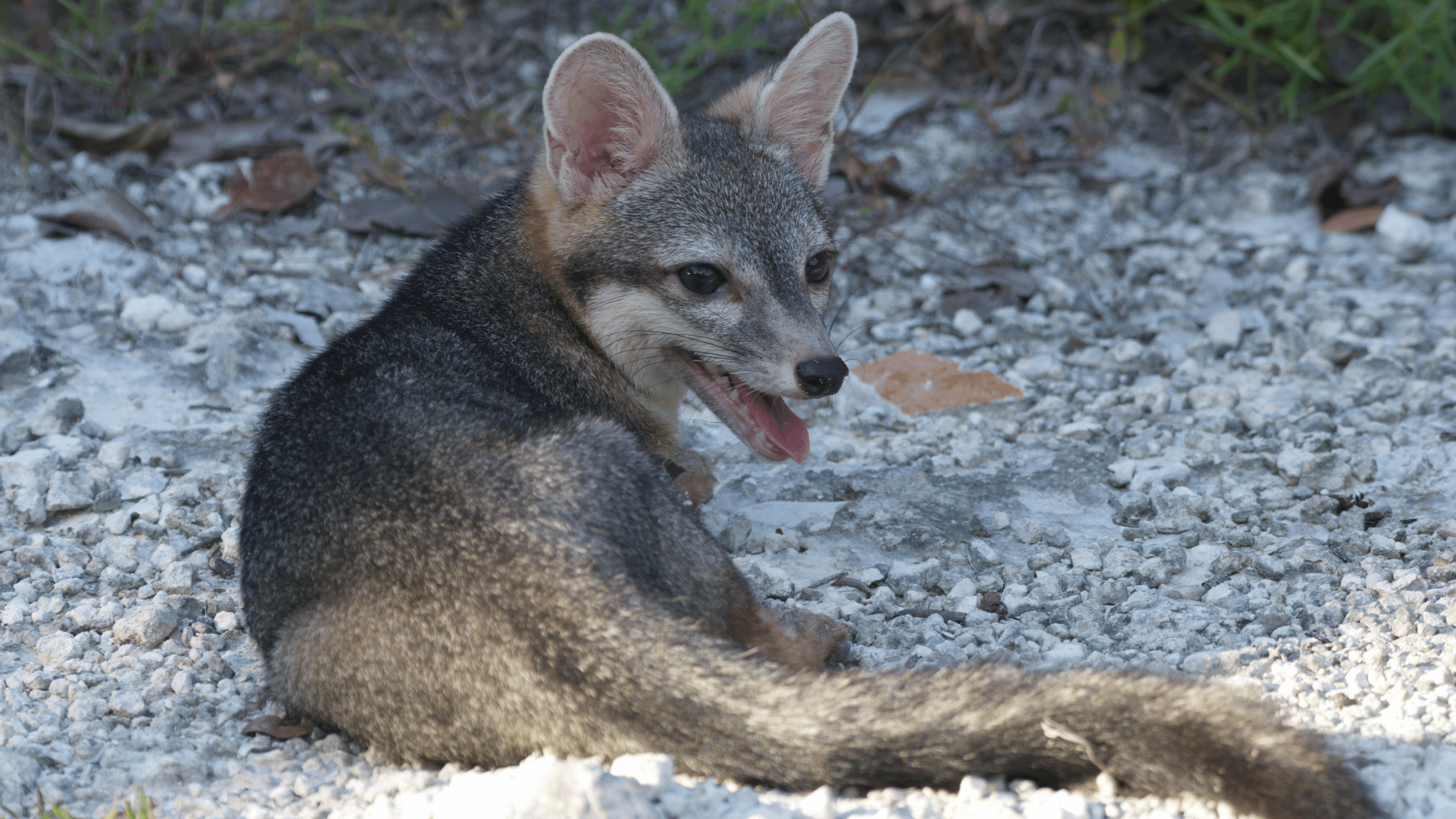 See the first-ever photographs of Cozumel’s elusive dwarf fox, one of ...
