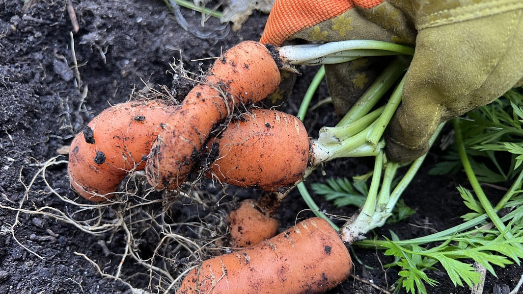10 funny gardening mishaps and unusual plants