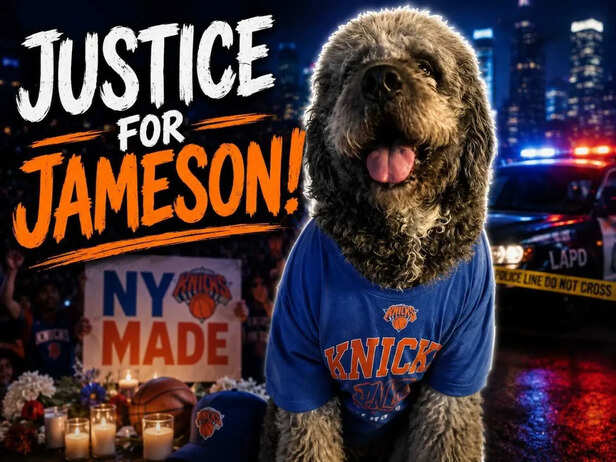 Why is 'Justice for Jameson!' trending? Family dog wearing Knicks shirt ...