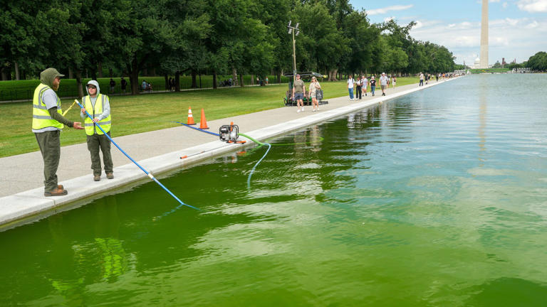 Donald Trump und der »Reflecting Pool«: Algen trüben Jubiläumspool