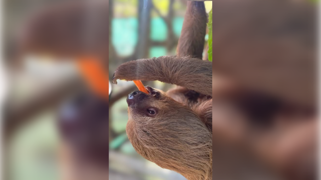 'Deeply saddened': Central Florida Zoo reports death of another 'Sloth ...