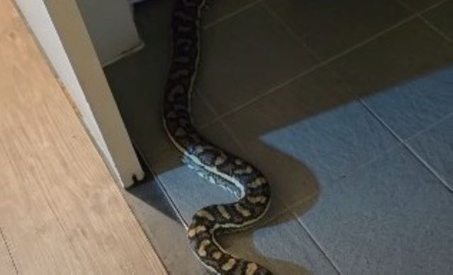 Queensland resident finds carpet python in bathroom, and one theory is ...