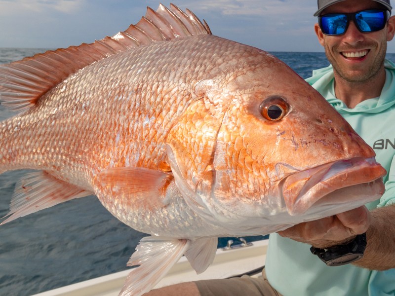 The red snapper life cycle