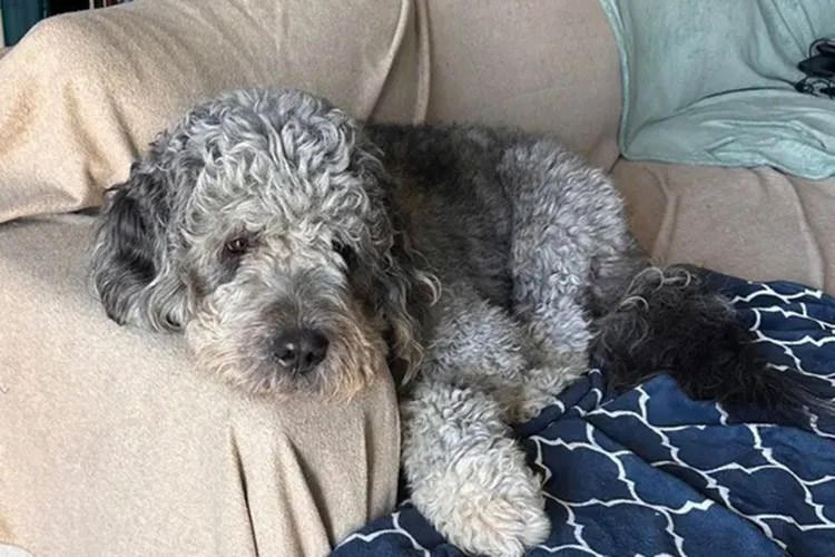 Knicks fan dog shot dead by LAPD raises insane six-figure sum for his ...
