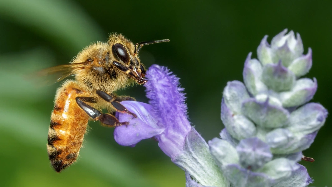 Creating and maintaining a pollinator-friendly garden