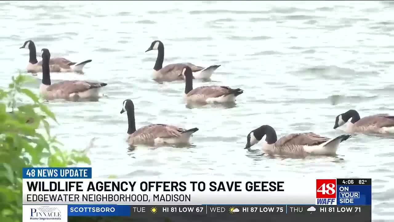 Goose management company offers plan to prevent geese euthanization in ...