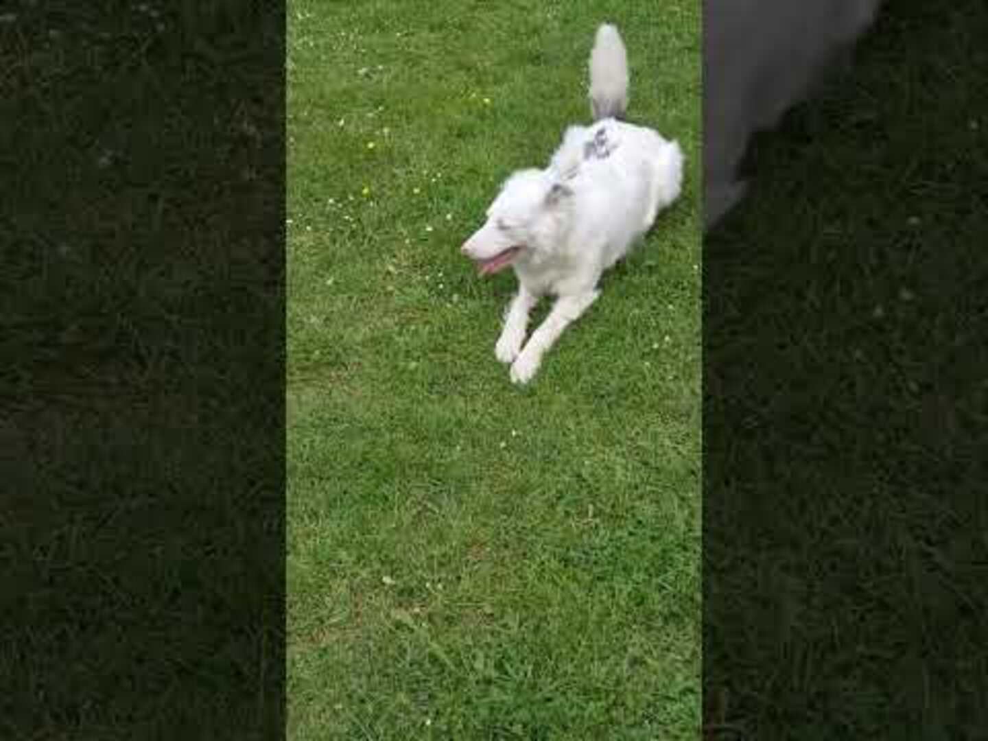 Dog gets morning zoomies on lawn