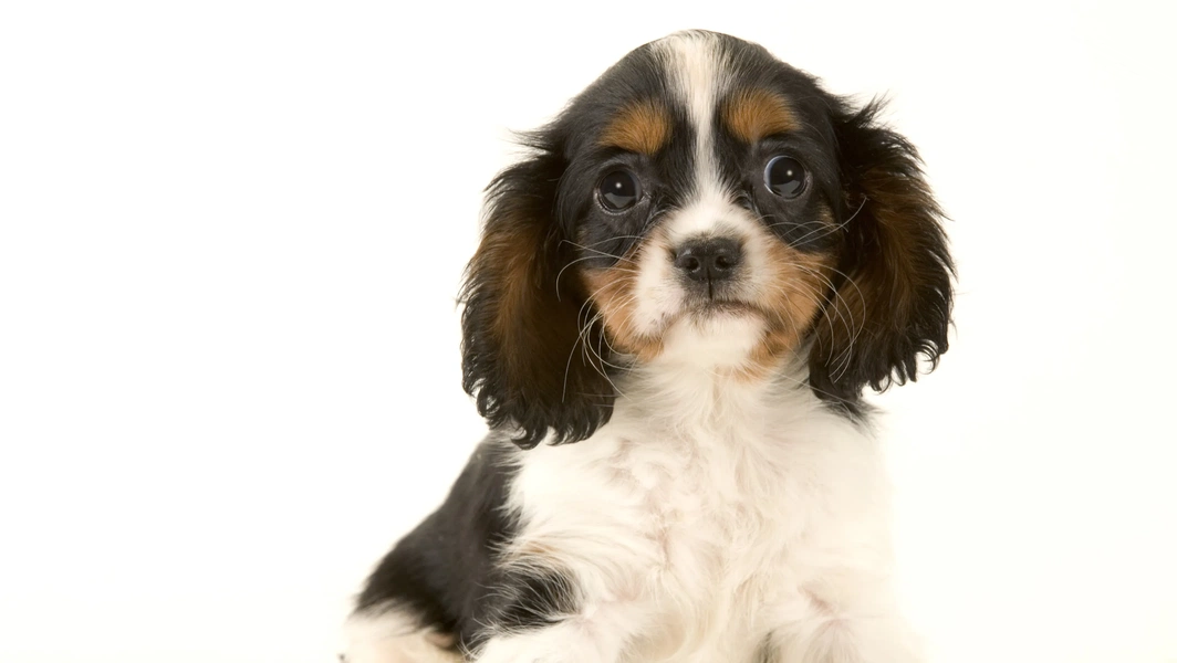 11-small-dog-breeds-ideal-for-apartment-living