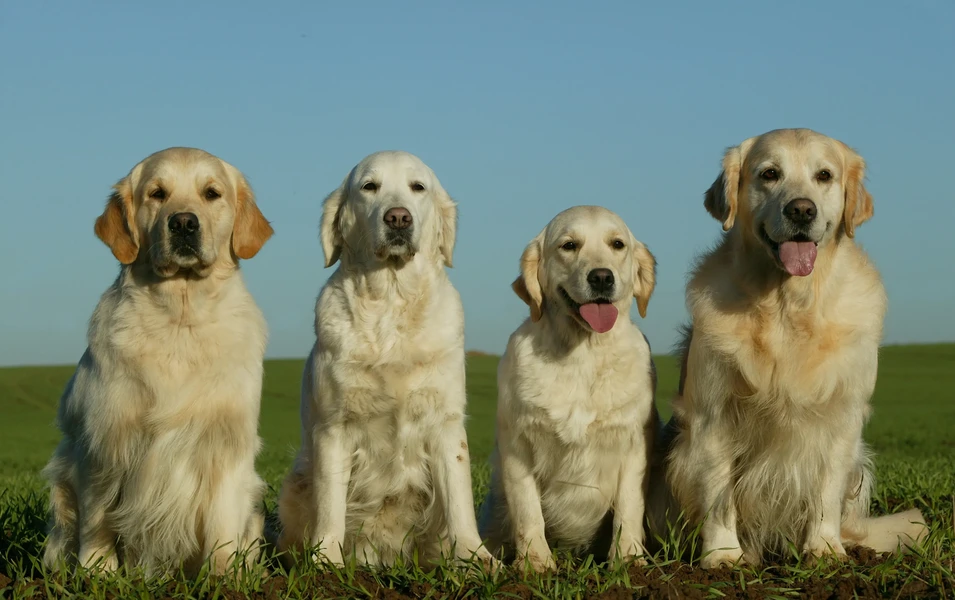 loyal-dog-breeds-that-choose-you-for-life