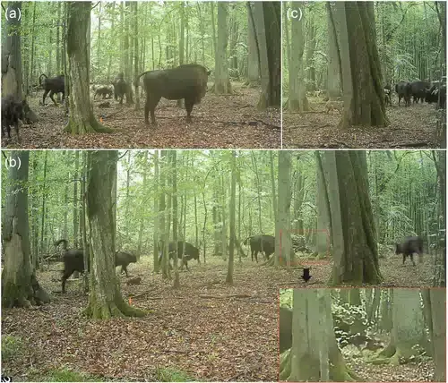 Scientists capture first known wolf attack on European bison calf