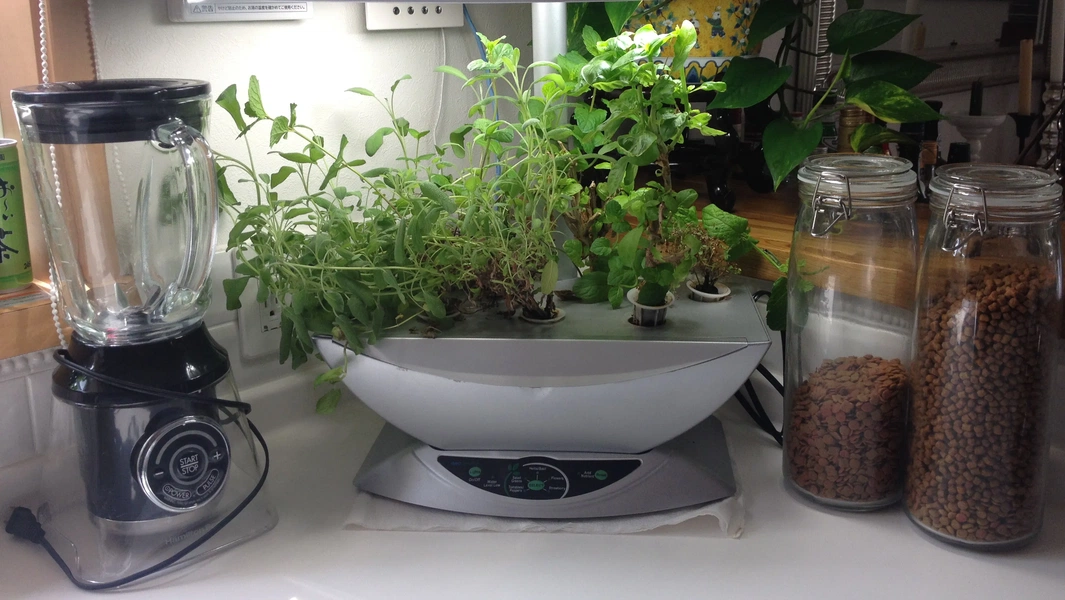 fresh-herbs-from-windowsill-to-table