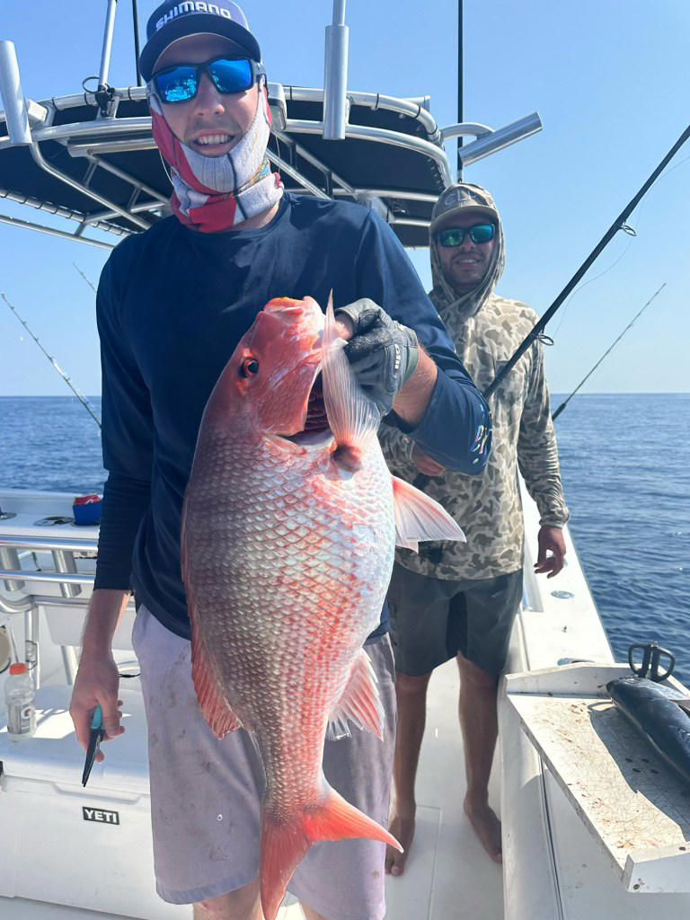 The red snapper life cycle