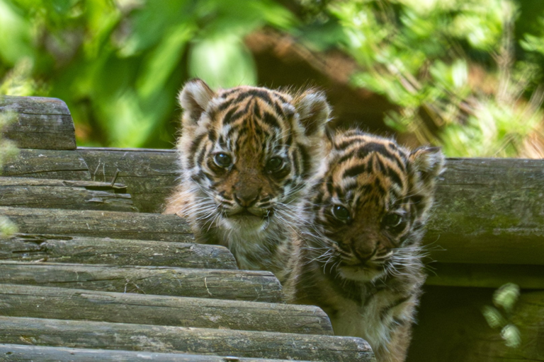 birth-of-endangered-tiger-cubs-huge-win-for-conservation