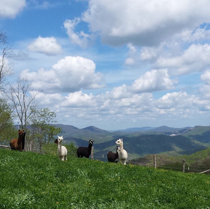 This North Carolina mountain farm lets you spend the day with alpacas ...