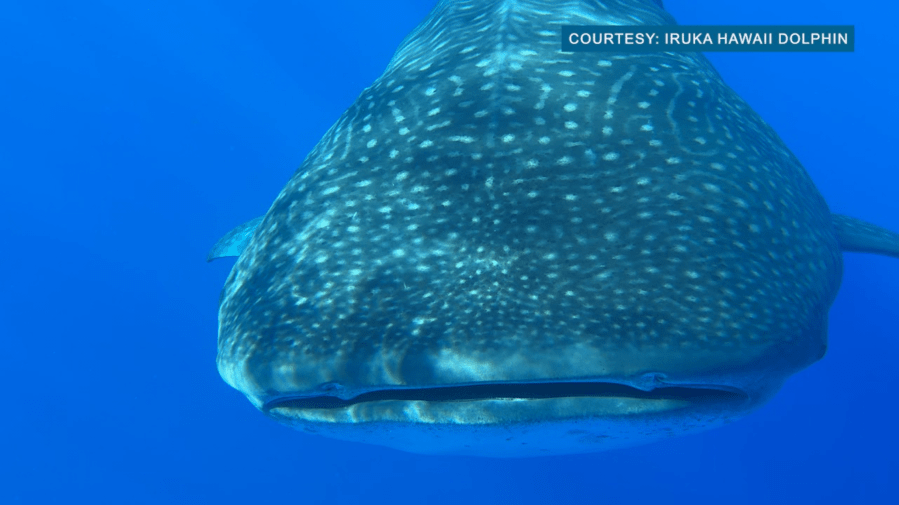 whale-shark-surprises-guests-on-west-oahu-dolphin-tour