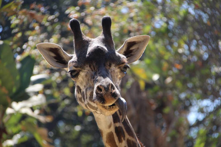 LA Zoo sees visitors disappear as city resists critical change that ...