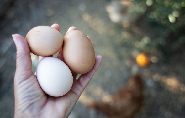 Difference between free-range and organic eggs explained