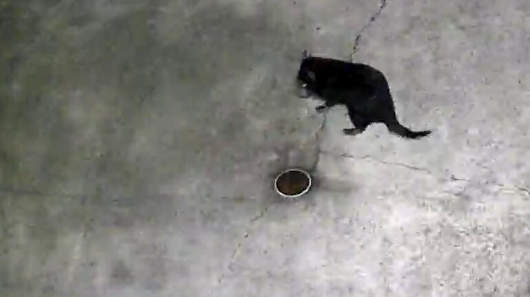 Runaway Gold Coast Tasmanian devil Mary recaptured after two-week search