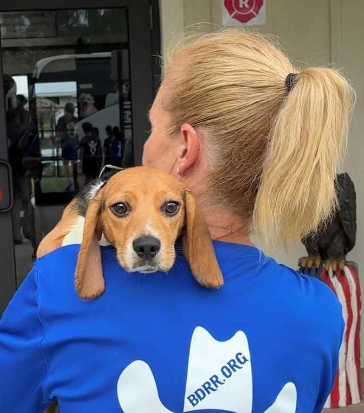 Latest group of beagles rescued from Wisconsin testing facility arrive ...