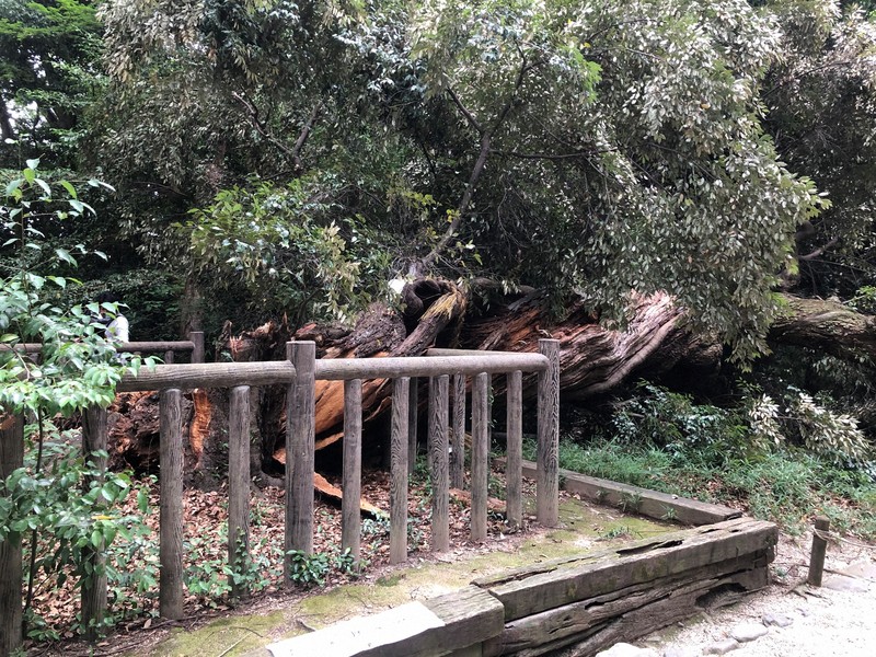 450-year-old sacred tree at Kyoto's Shimogamo Shrine tumbles over