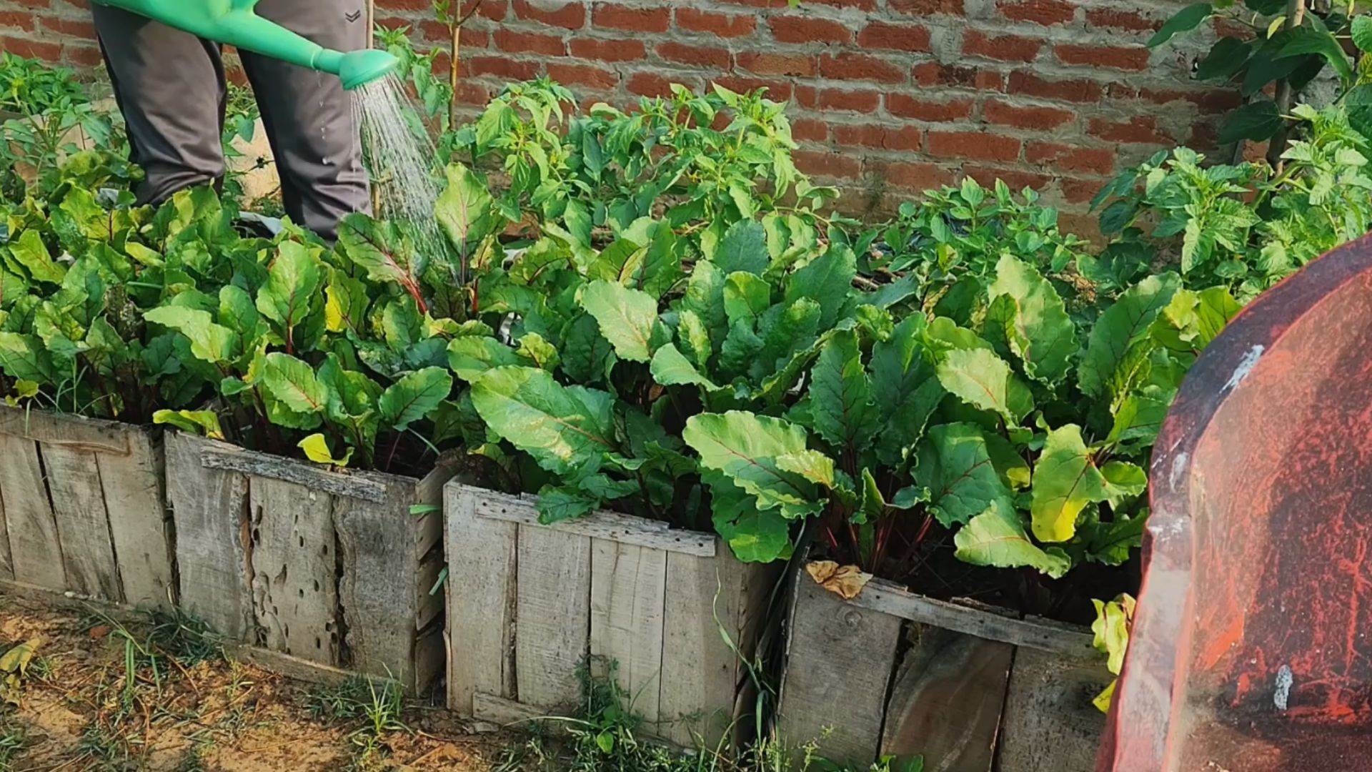 How to use fish meal for huge vegetable harvests