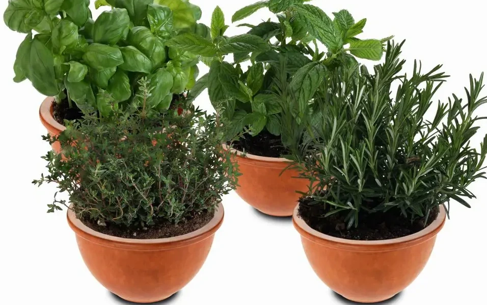 fresh-herbs-from-windowsill-to-table