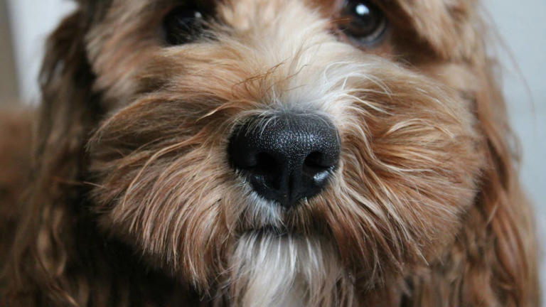 Cavapoo siblings are the epitome of cookies and cream