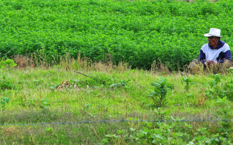 agricultores-respaldan-planta-de-amoniaco-en-topolobampo-prev-n