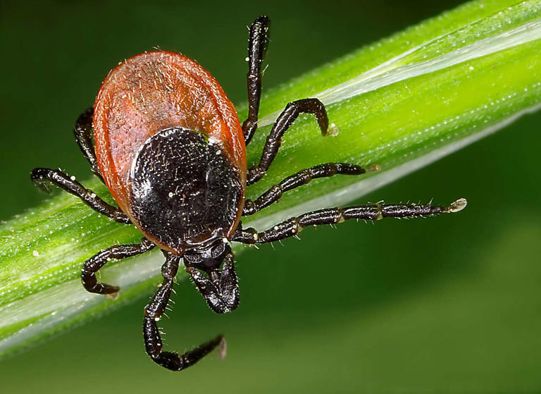 Northern California resident infected with extremely rare tick-borne ...