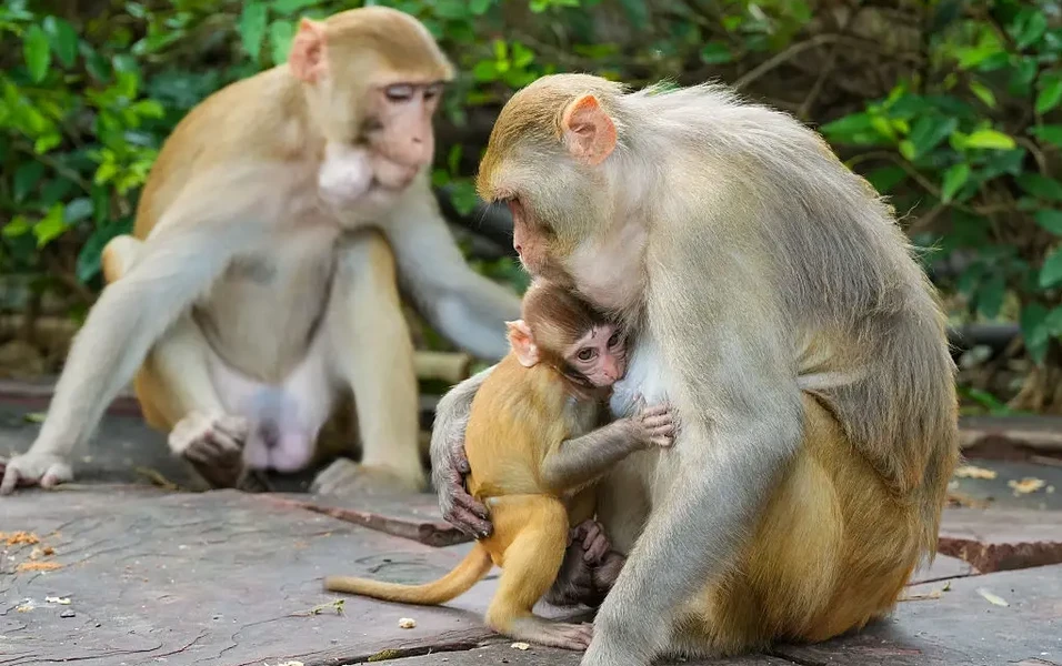 how-city-life-is-reshaping-wild-animals