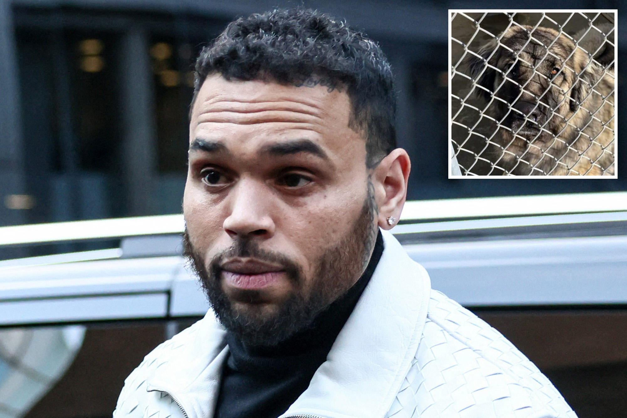 Shocking mistrial declared in $90M Chris Brown lawsuit involving dog ...