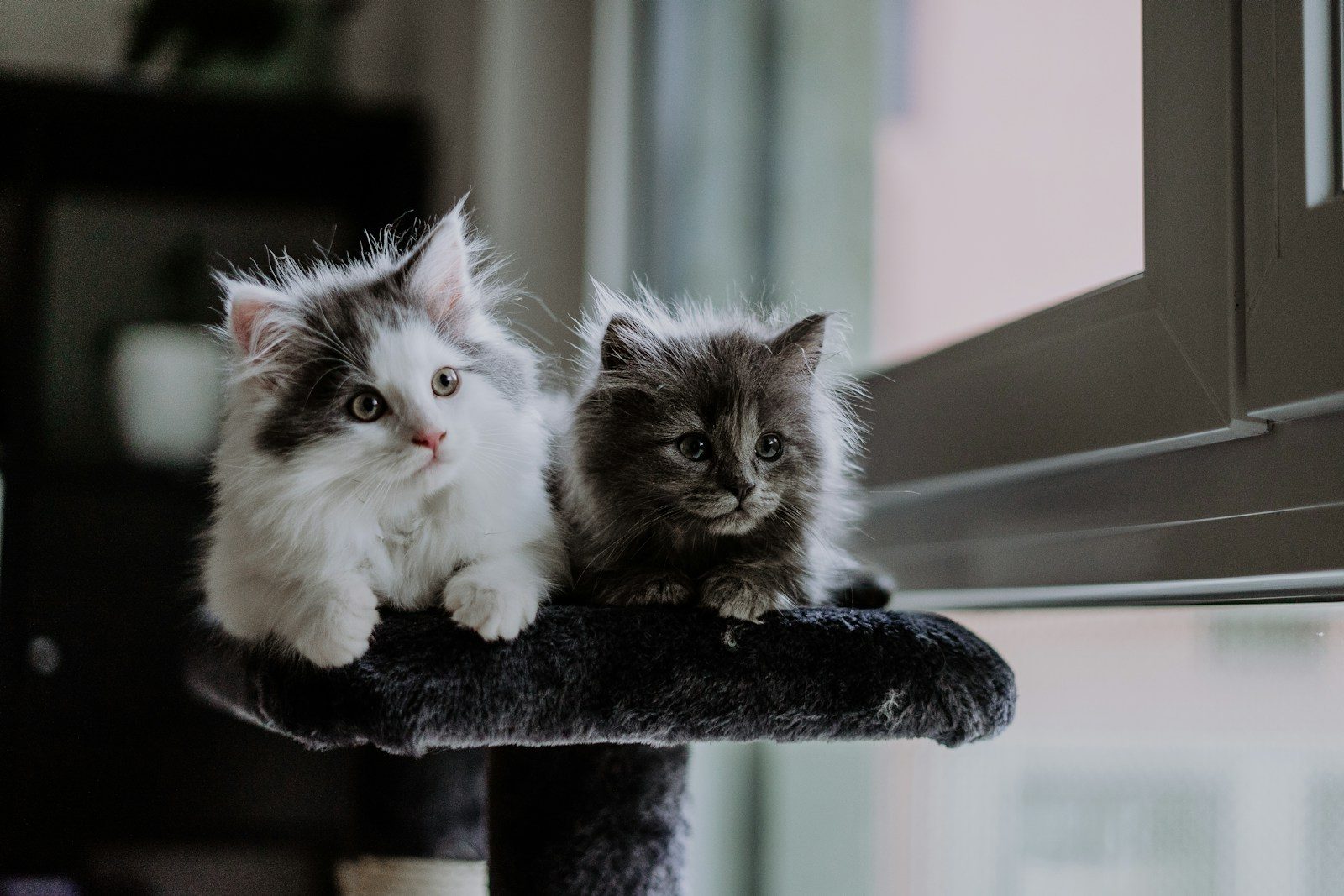 A tiny rescue kitten stepped up to protect his helpless sibling