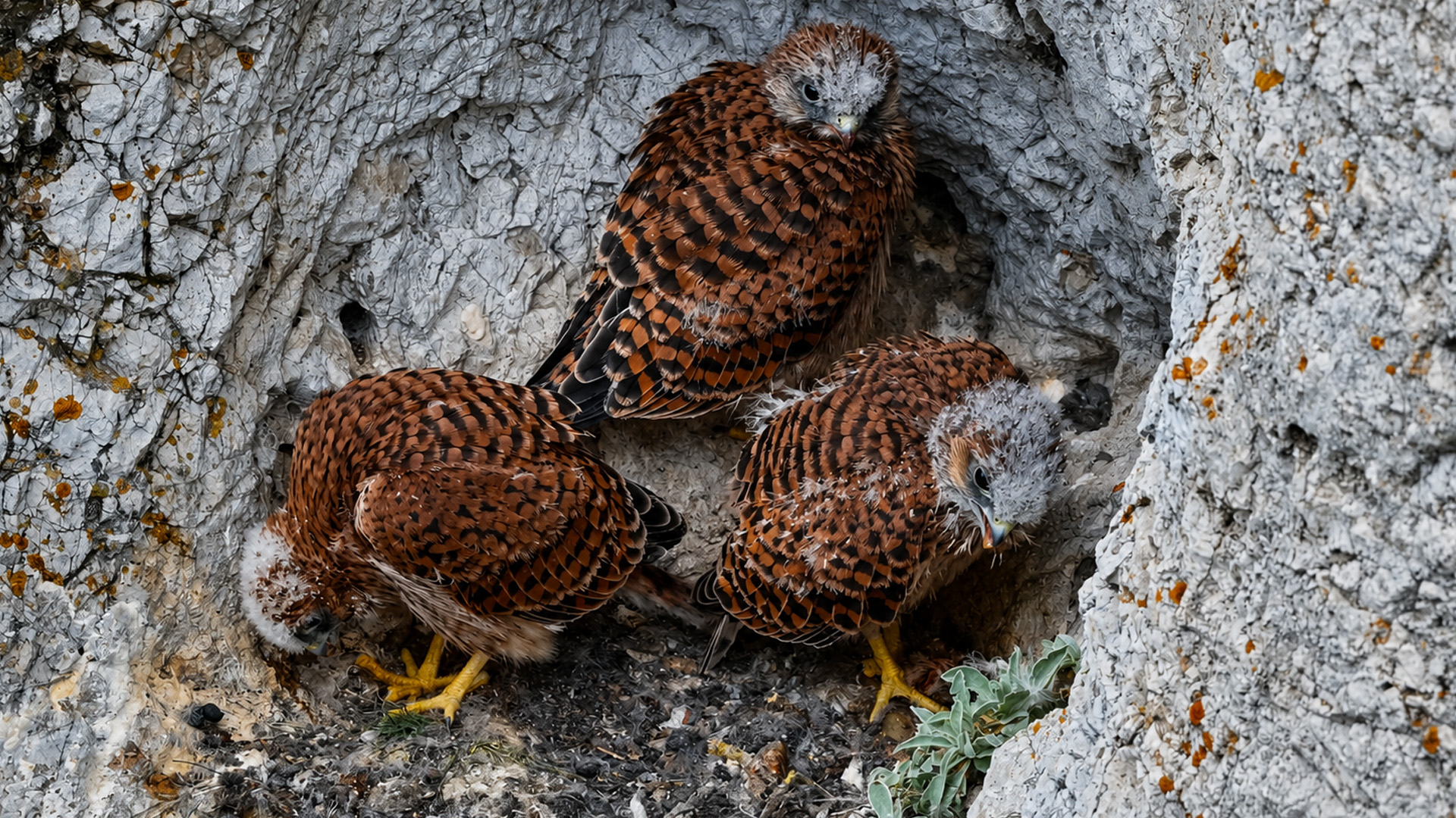 These young raptors were caught on camera in their rocky hideaway
