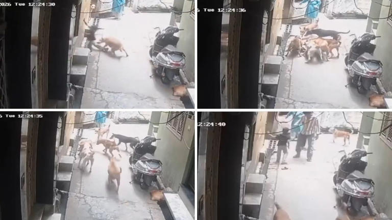 Child mauled by pack of 7 stray dogs in UP, shocking CCTV video sparks ...