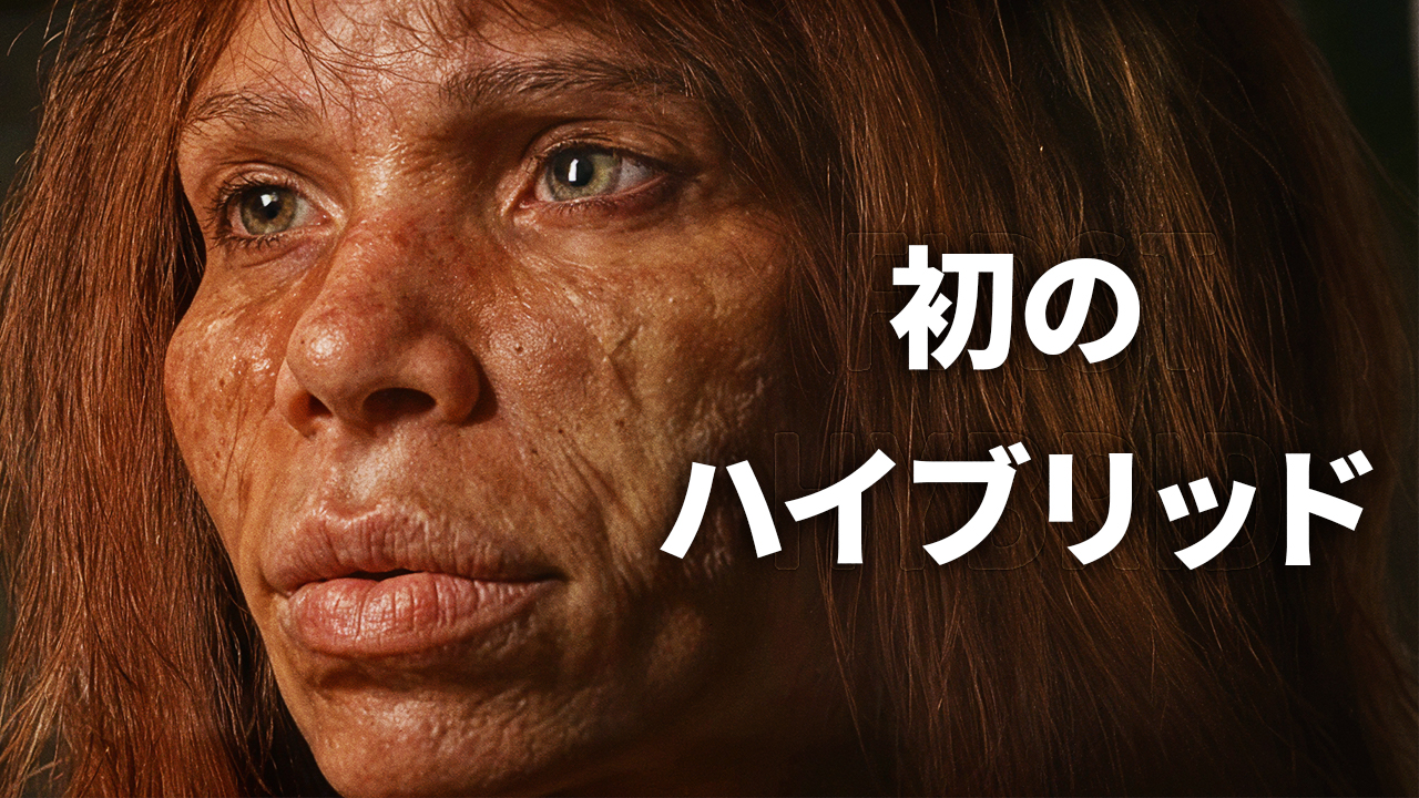 人類種の交配証拠が見つかった