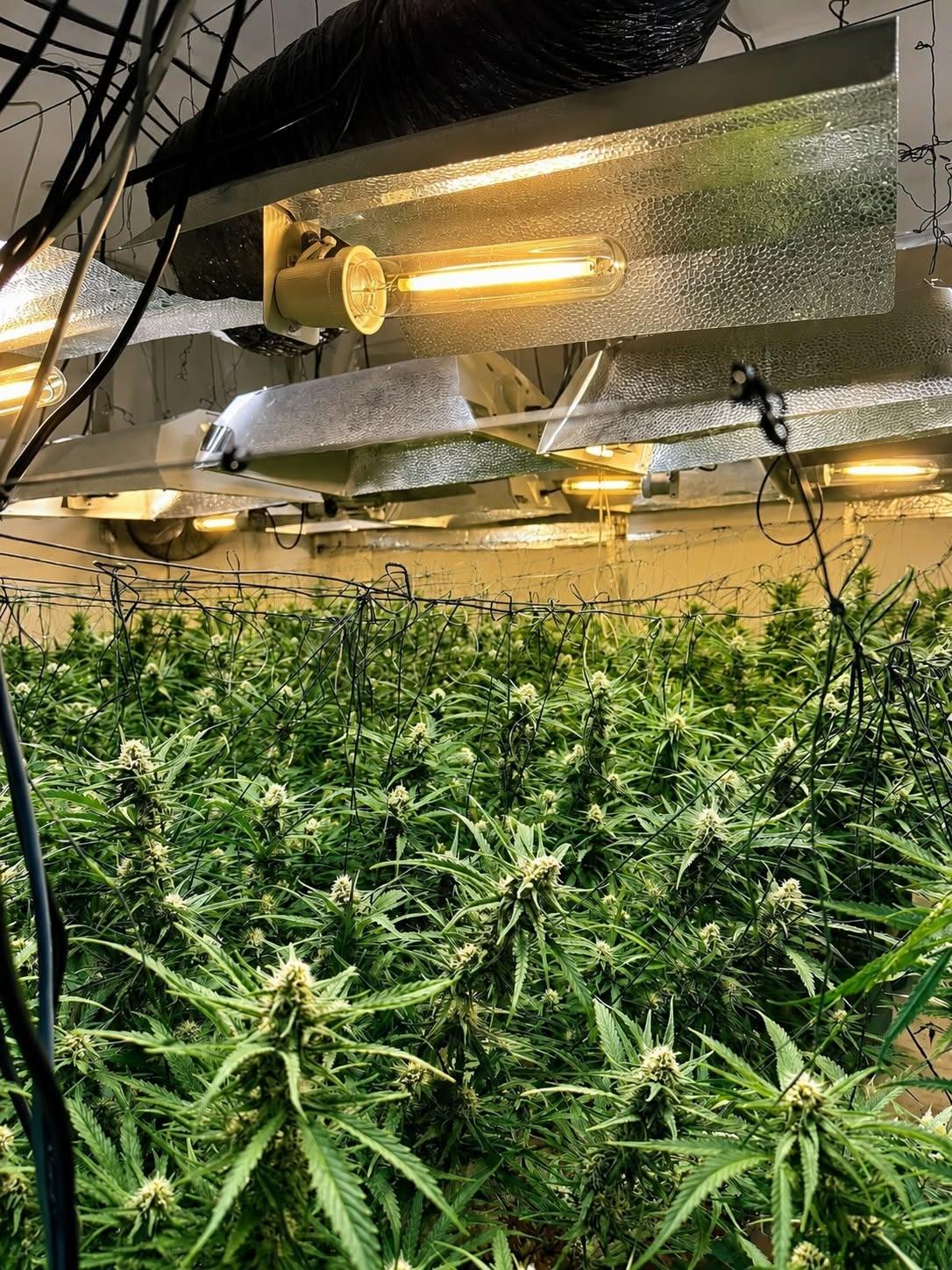 Three arrests made as police uncover cannabis factory in Aylesbury