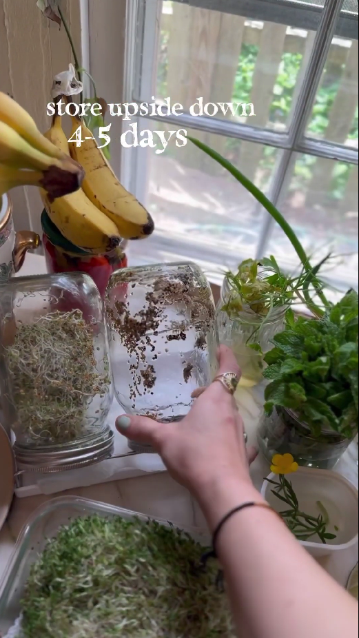 Homegrown sprouts that bring freshness to your kitchen