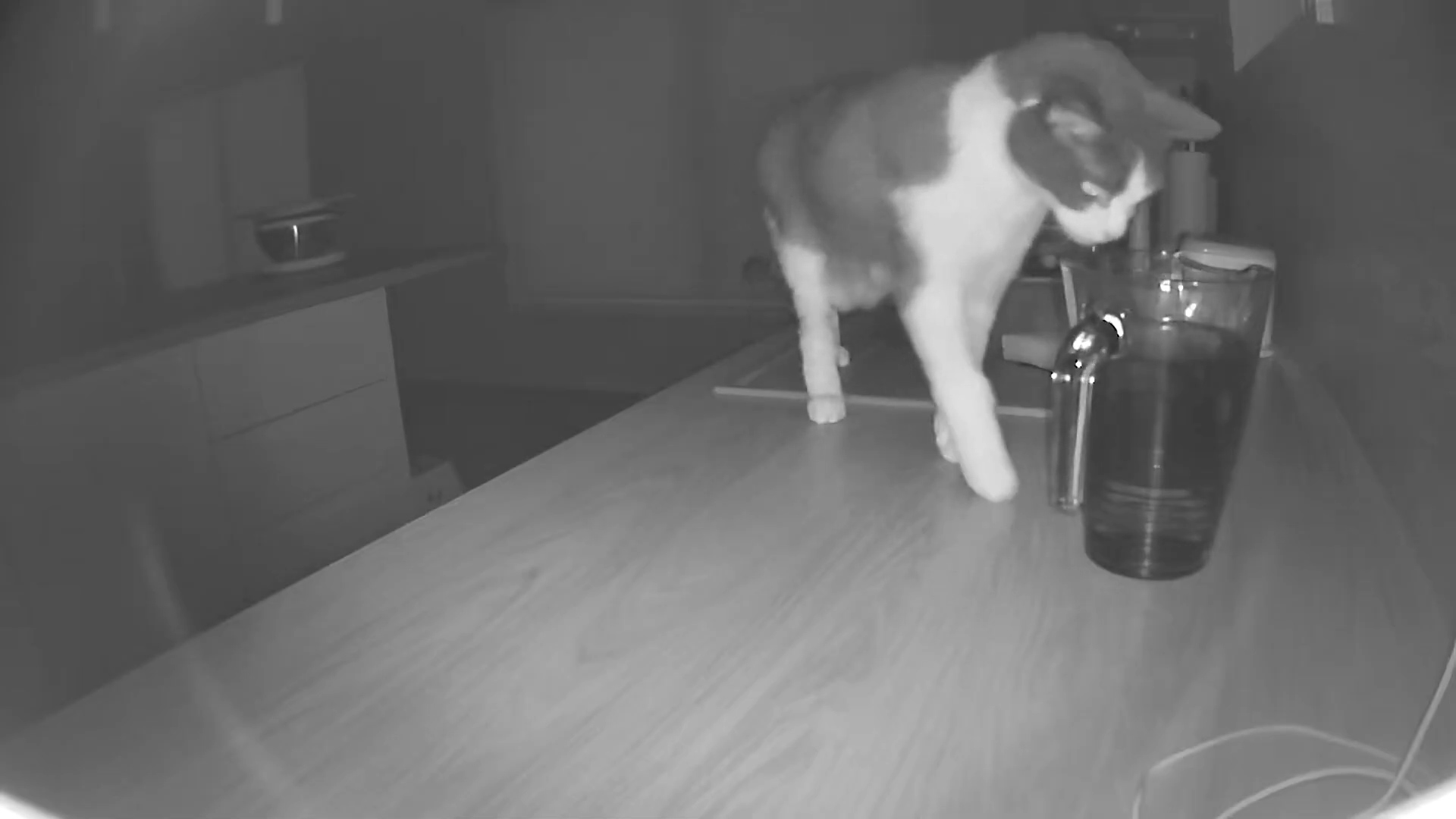This is what cats really do at night