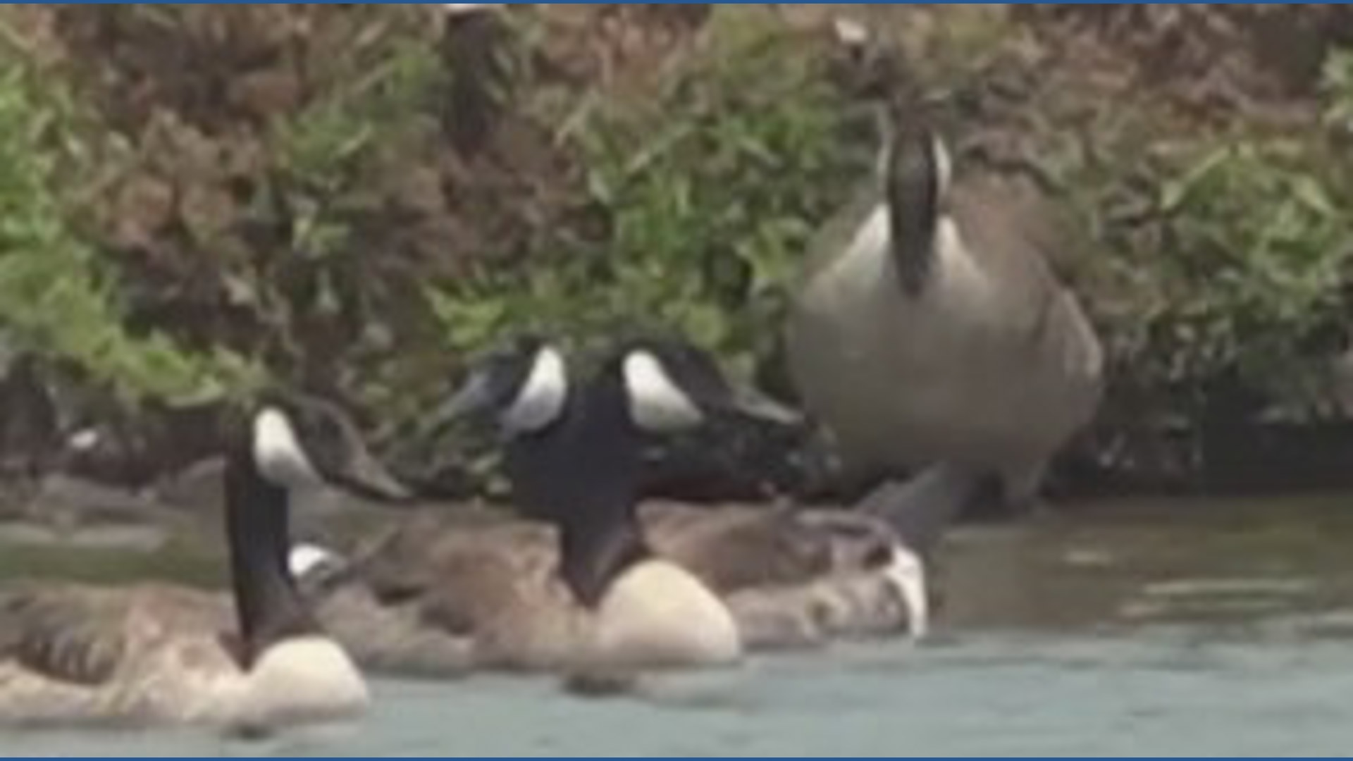 Edgewater reverses plan to exterminate local geese