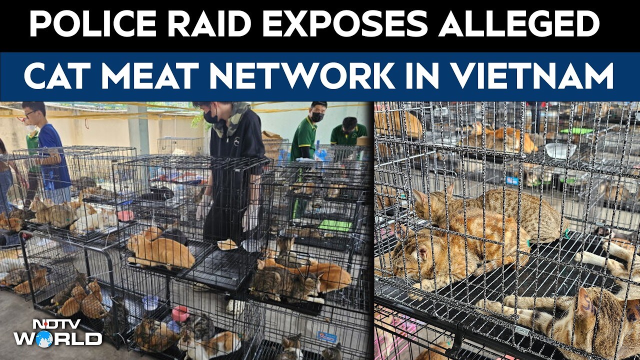 Vietnam police crack down on alleged cat meat network, rescue hundreds