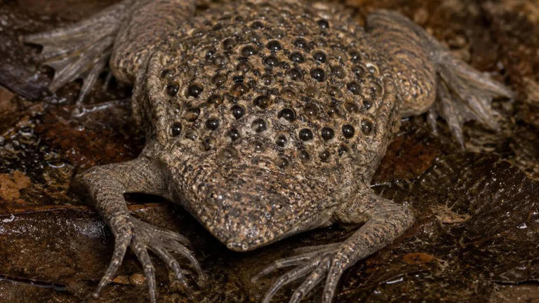 Meet the Surinam toad: World's most unusual frog that gives birth ...