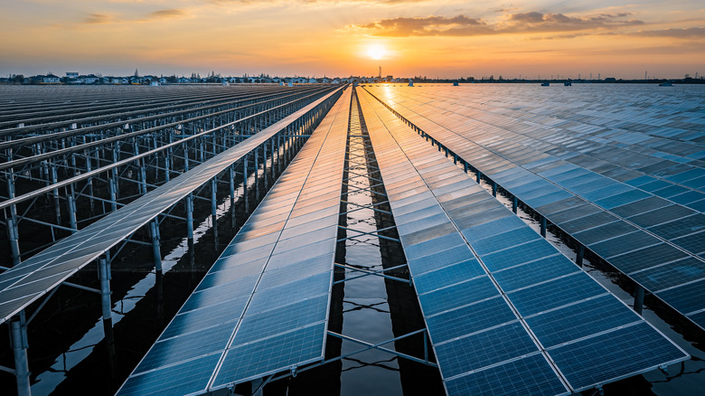 Solar Panel Plants Are Having An Unexpected Effect On Bat Behavior