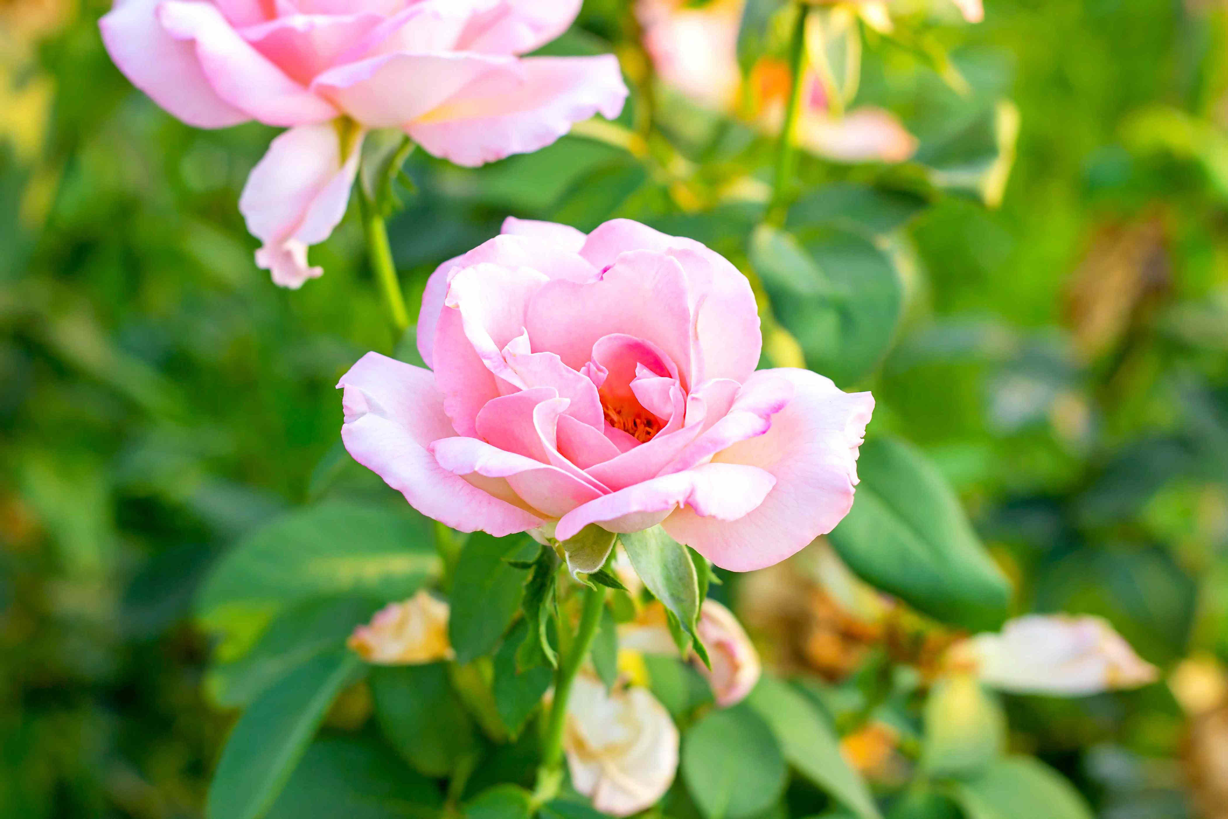 8 rose companion planting mistakes that can hurt your blooms